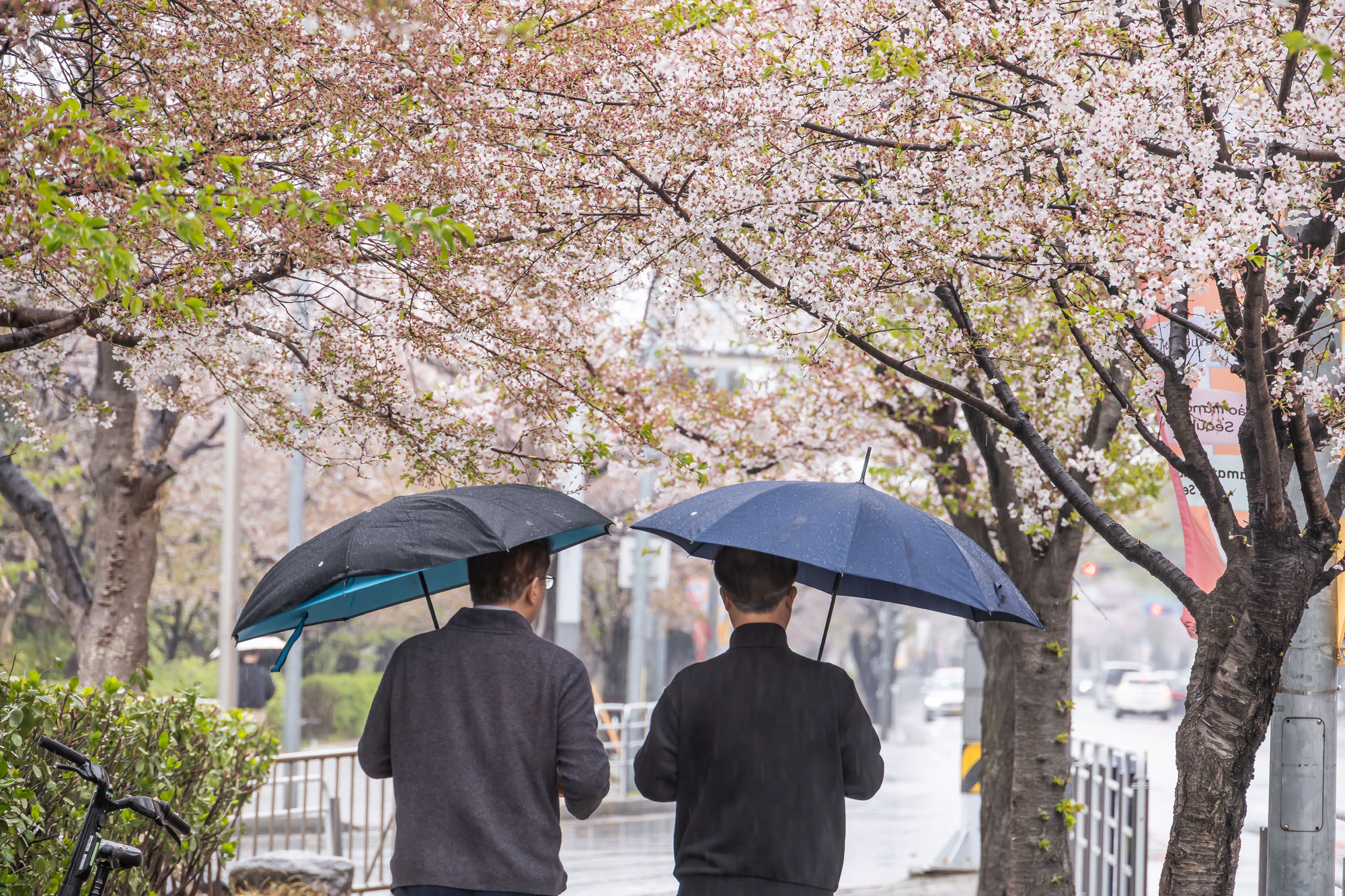 사회;세태;계절스케치;봄스케치;봄비;벚꽃스케치;벚꽃낙화;봄비벚꽃;여의도윤중로;윤중로벚꽃길;낙화스케치