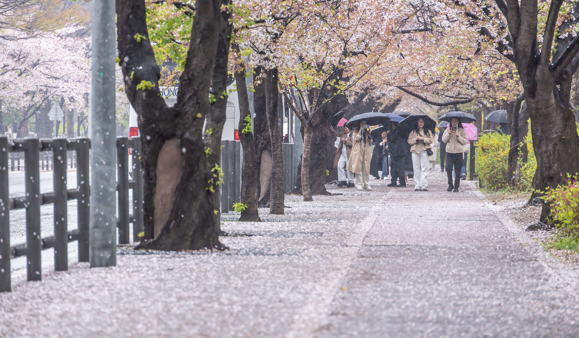 사회;세태;계절스케치;봄스케치;봄비;벚꽃스케치;벚꽃낙화;봄비벚꽃;여의도윤중로;윤중로벚꽃길;낙화스케치