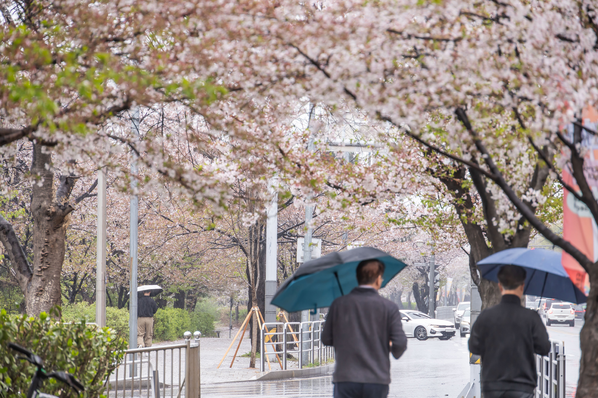 사회;세태;계절스케치;봄스케치;봄비;벚꽃스케치;벚꽃낙화;봄비벚꽃;여의도윤중로;윤중로벚꽃길;낙화스케치