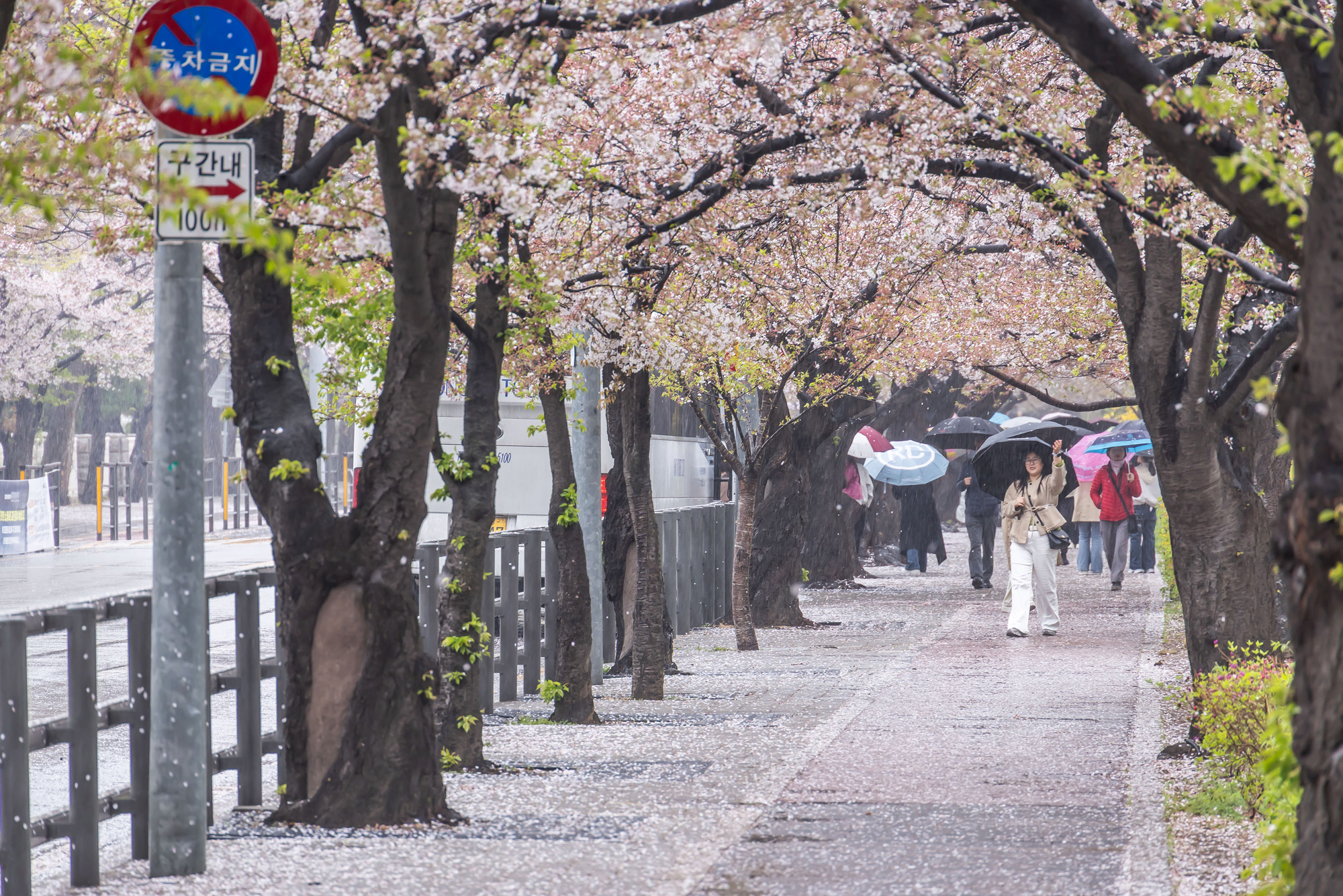 사회;세태;계절스케치;봄스케치;봄비;벚꽃스케치;벚꽃낙화;봄비벚꽃;여의도윤중로;윤중로벚꽃길;낙화스케치