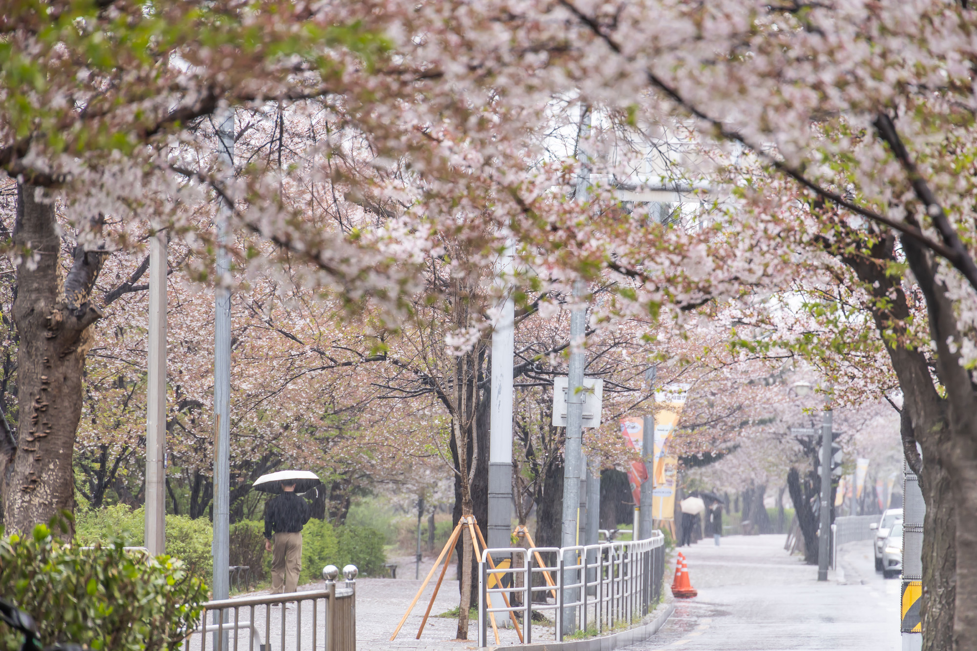 사회;세태;계절스케치;봄스케치;봄비;벚꽃스케치;벚꽃낙화;봄비벚꽃;여의도윤중로;윤중로벚꽃길;낙화스케치