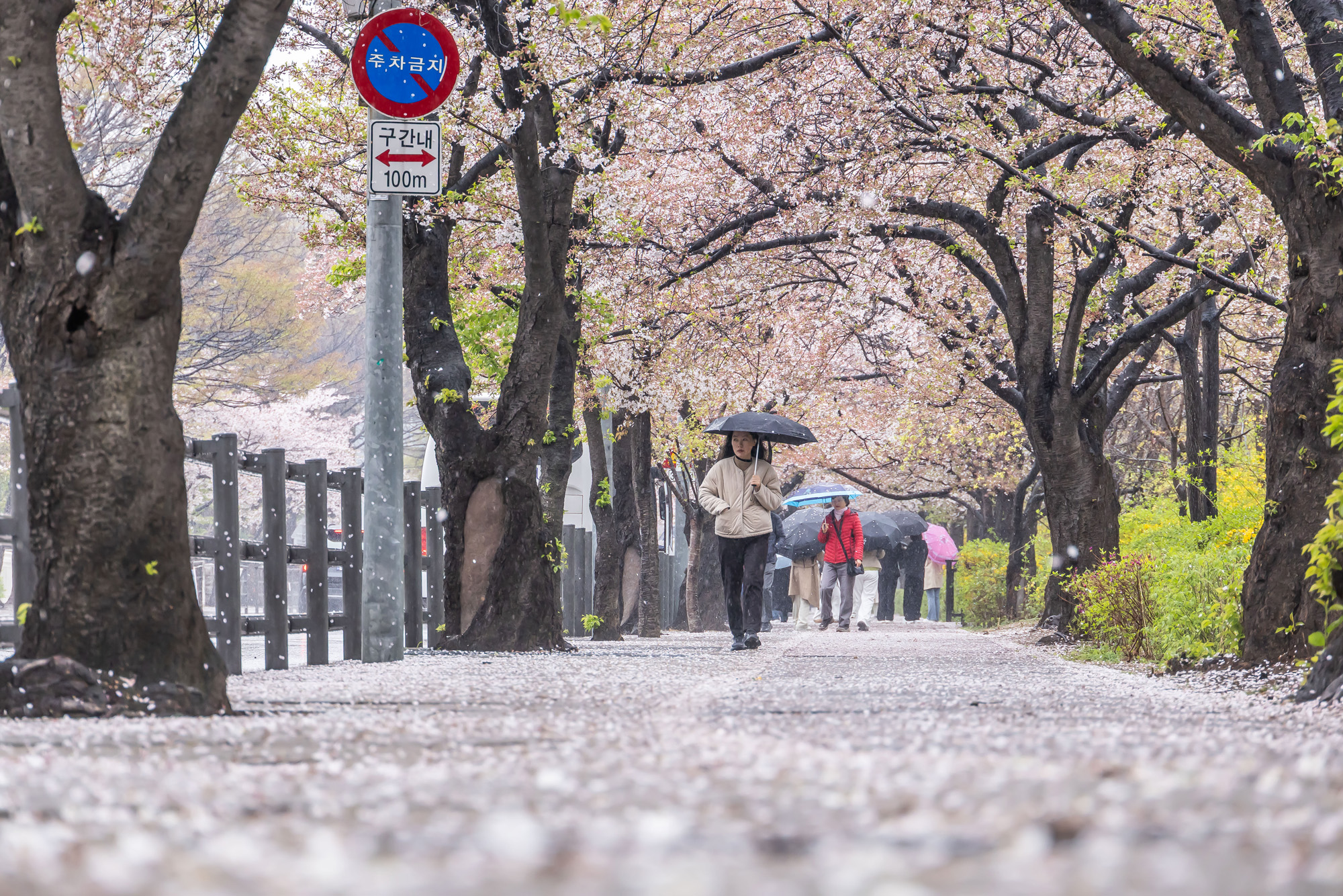사회;세태;계절스케치;봄스케치;봄비;벚꽃스케치;벚꽃낙화;봄비벚꽃;여의도윤중로;윤중로벚꽃길;낙화스케치