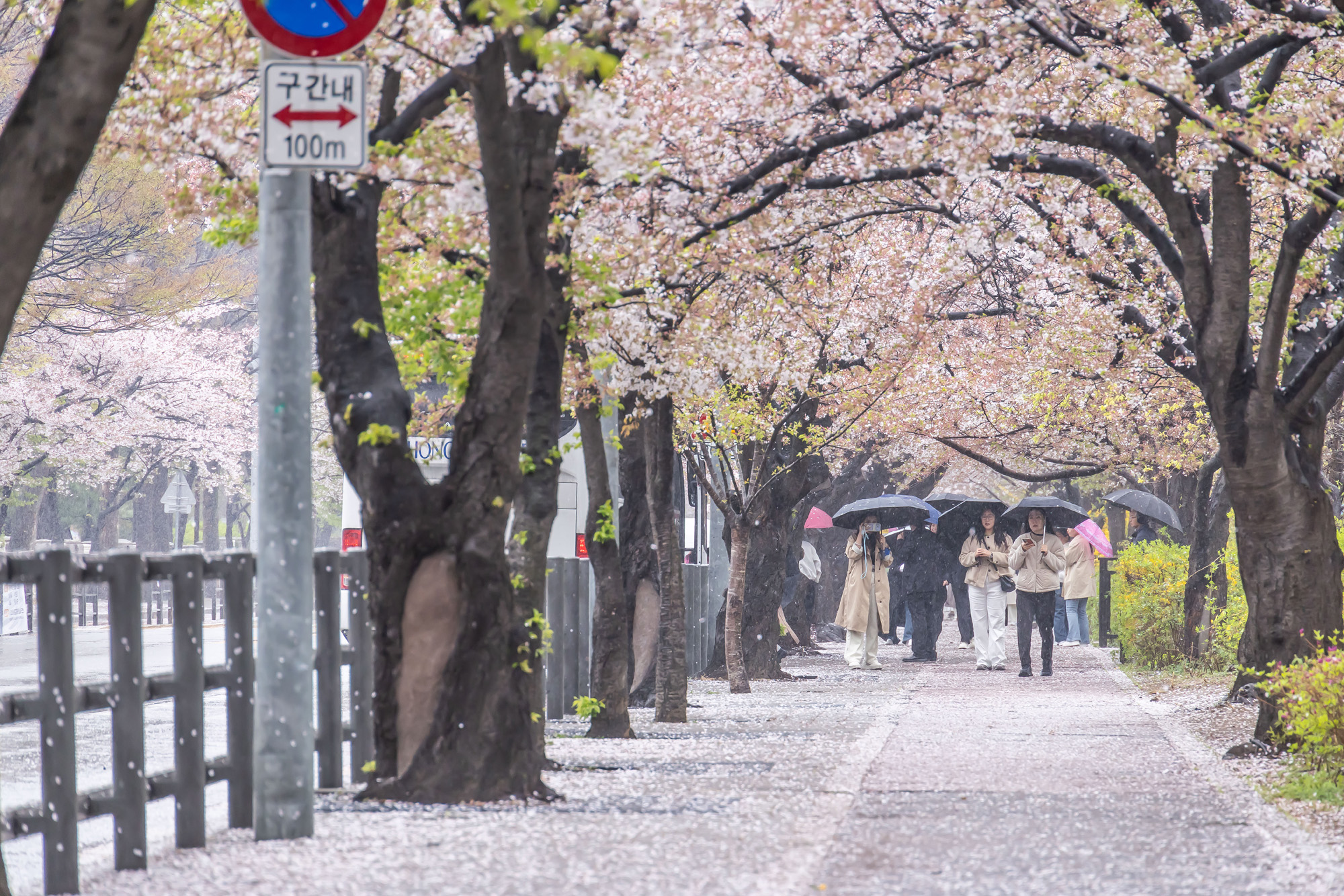 사회;세태;계절스케치;봄스케치;봄비;벚꽃스케치;벚꽃낙화;봄비벚꽃;여의도윤중로;윤중로벚꽃길;낙화스케치