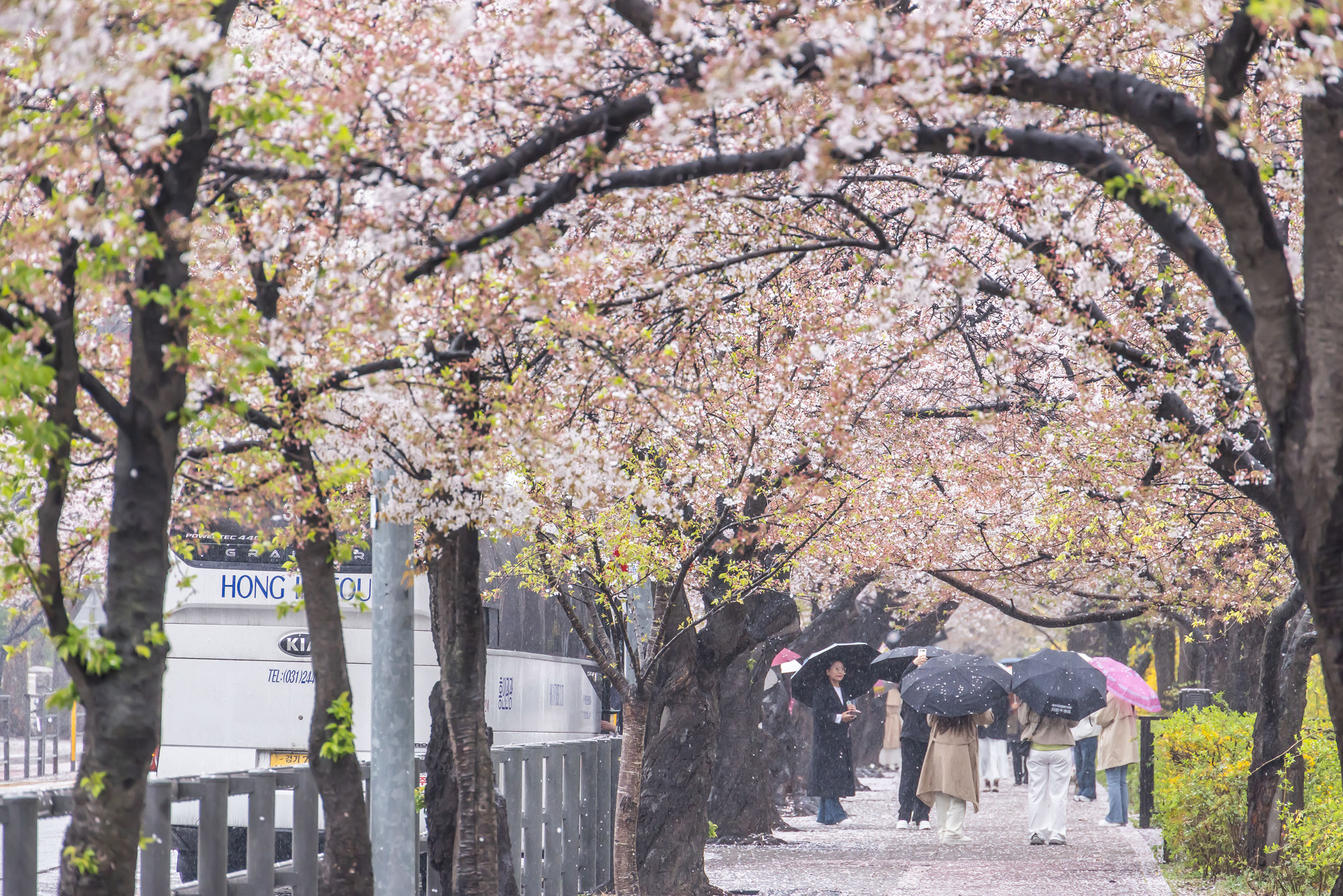 사회;세태;계절스케치;봄스케치;봄비;벚꽃스케치;벚꽃낙화;봄비벚꽃;여의도윤중로;윤중로벚꽃길;낙화스케치