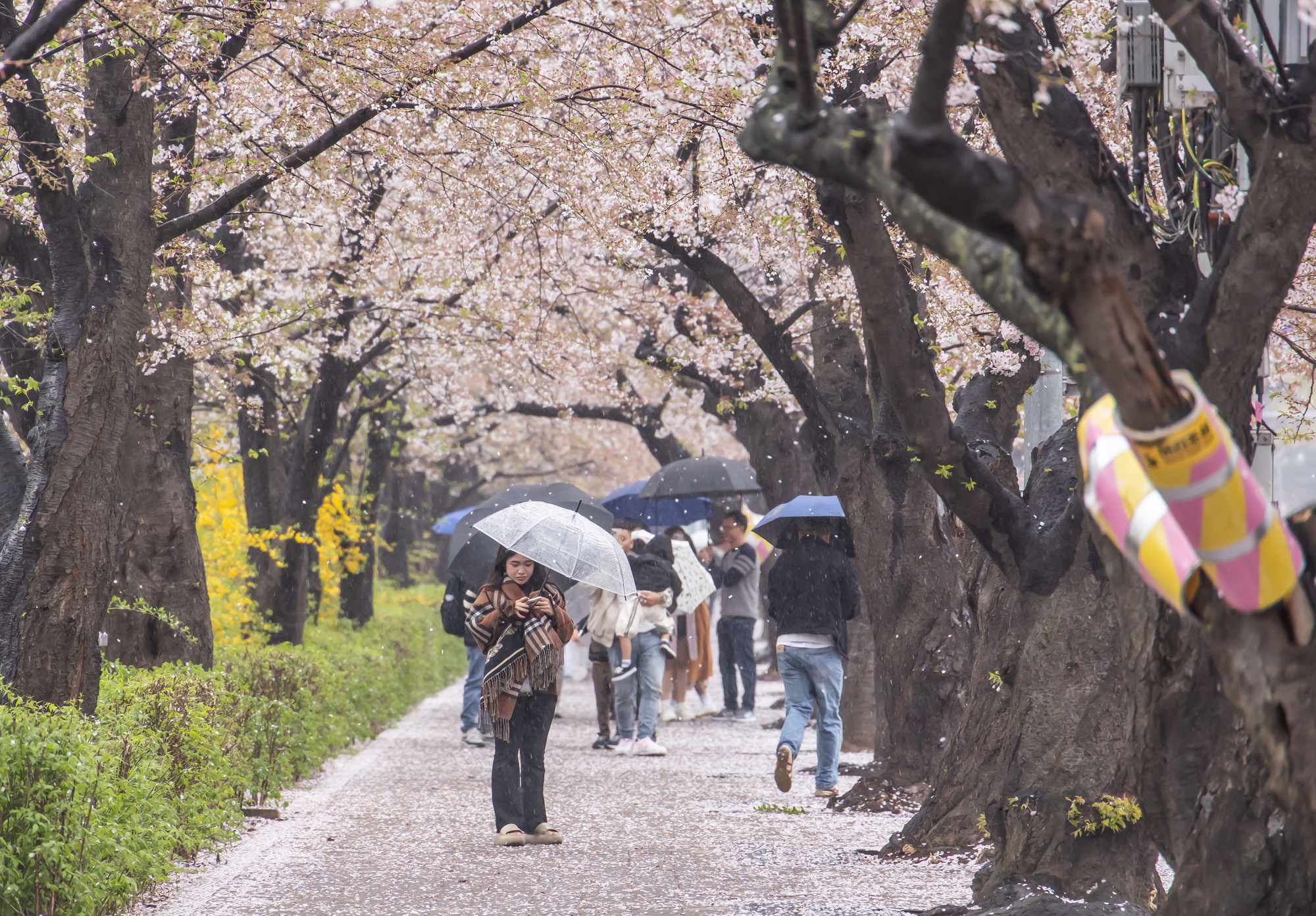 사회;세태;계절스케치;봄스케치;봄비;벚꽃스케치;벚꽃낙화;봄비벚꽃;여의도윤중로;윤중로벚꽃길;낙화스케치
