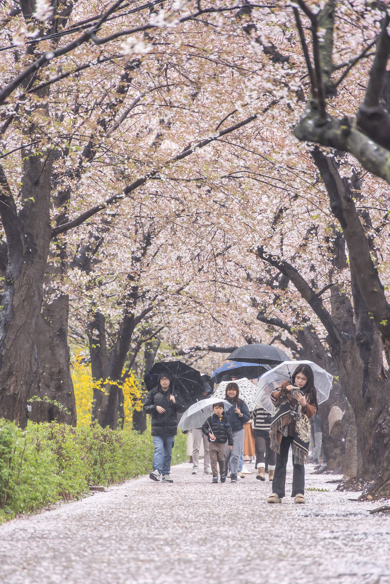 사회;세태;계절스케치;봄스케치;봄비;벚꽃스케치;벚꽃낙화;봄비벚꽃;여의도윤중로;윤중로벚꽃길;낙화스케치