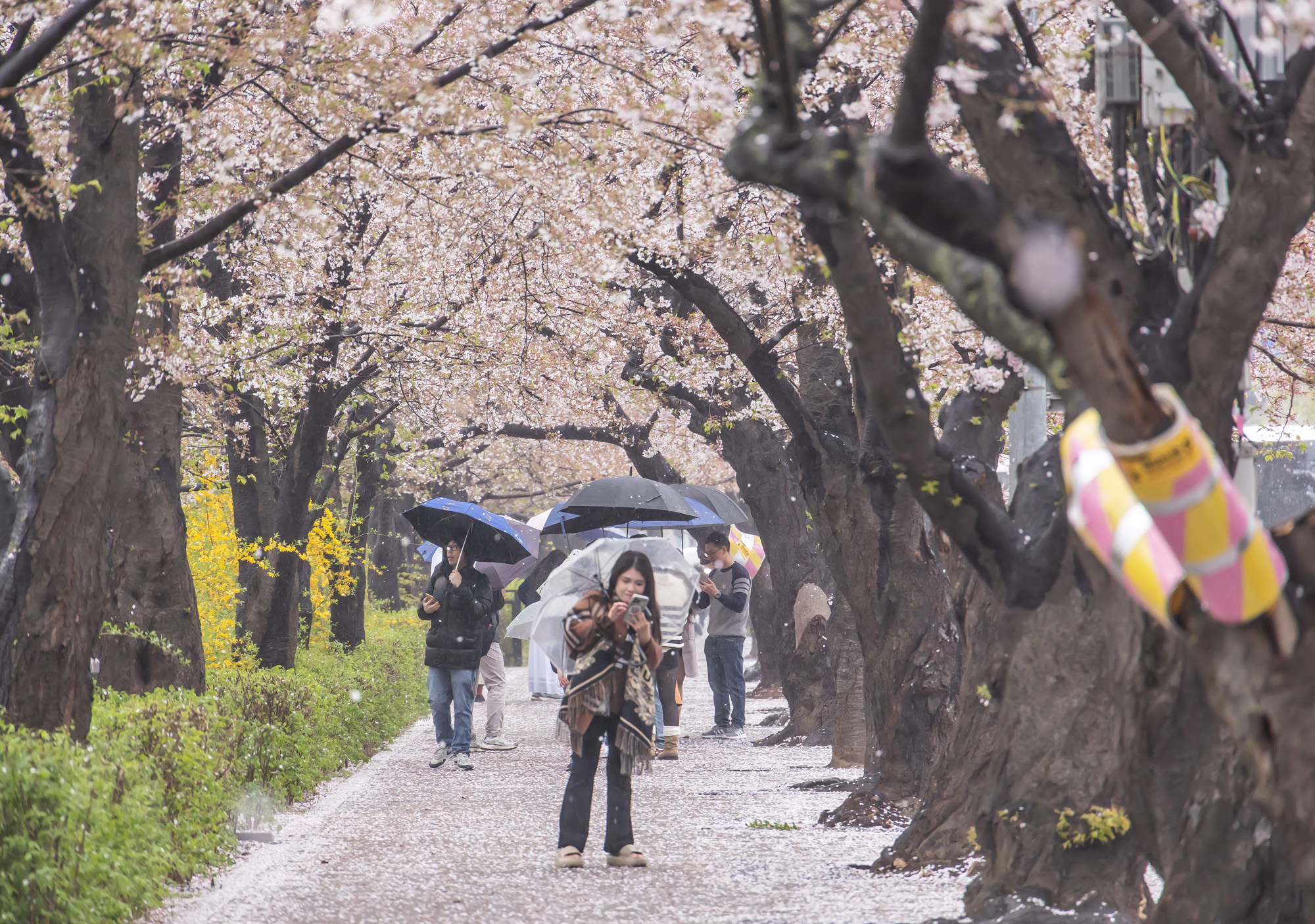 사회;세태;계절스케치;봄스케치;봄비;벚꽃스케치;벚꽃낙화;봄비벚꽃;여의도윤중로;윤중로벚꽃길;낙화스케치