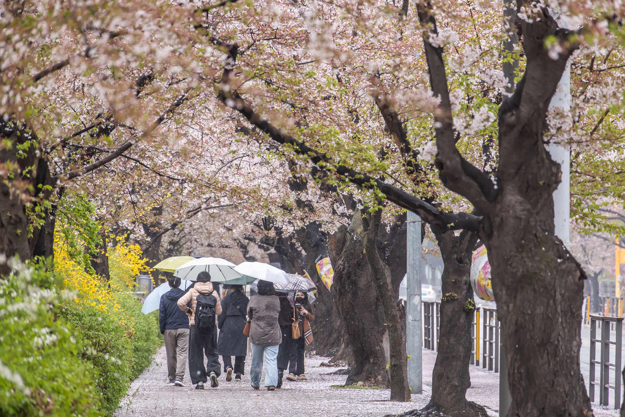 사회;세태;계절스케치;봄스케치;봄비;벚꽃스케치;벚꽃낙화;봄비벚꽃;여의도윤중로;윤중로벚꽃길;낙화스케치