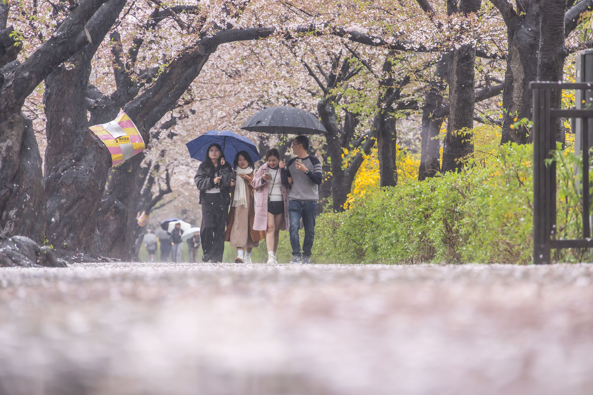 사회;세태;계절스케치;봄스케치;봄비;벚꽃스케치;벚꽃낙화;봄비벚꽃;여의도윤중로;윤중로벚꽃길;낙화스케치