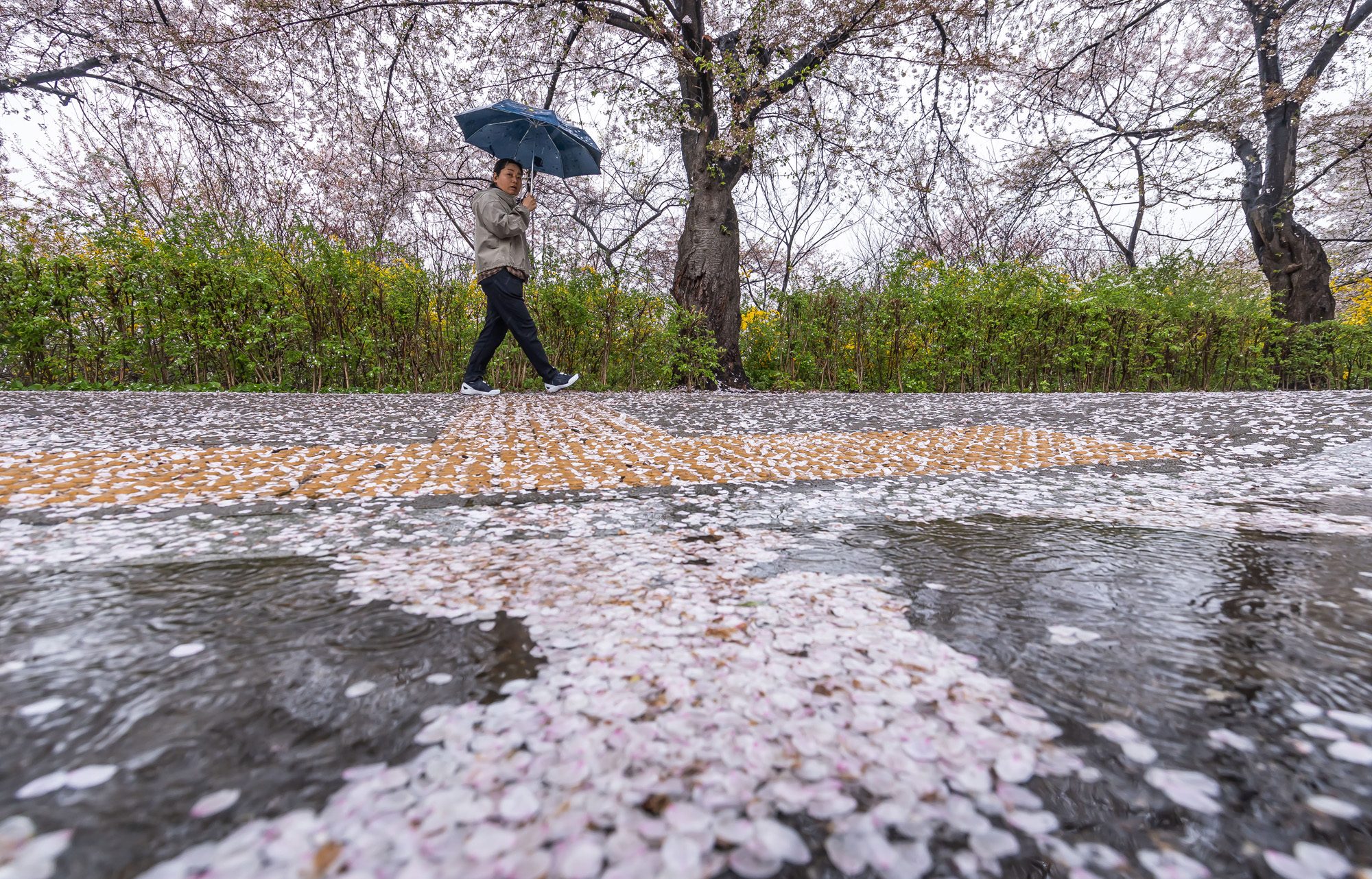 사회;세태;계절스케치;봄스케치;봄비;벚꽃스케치;벚꽃낙화;봄비벚꽃;여의도윤중로;윤중로벚꽃길;낙화스케치