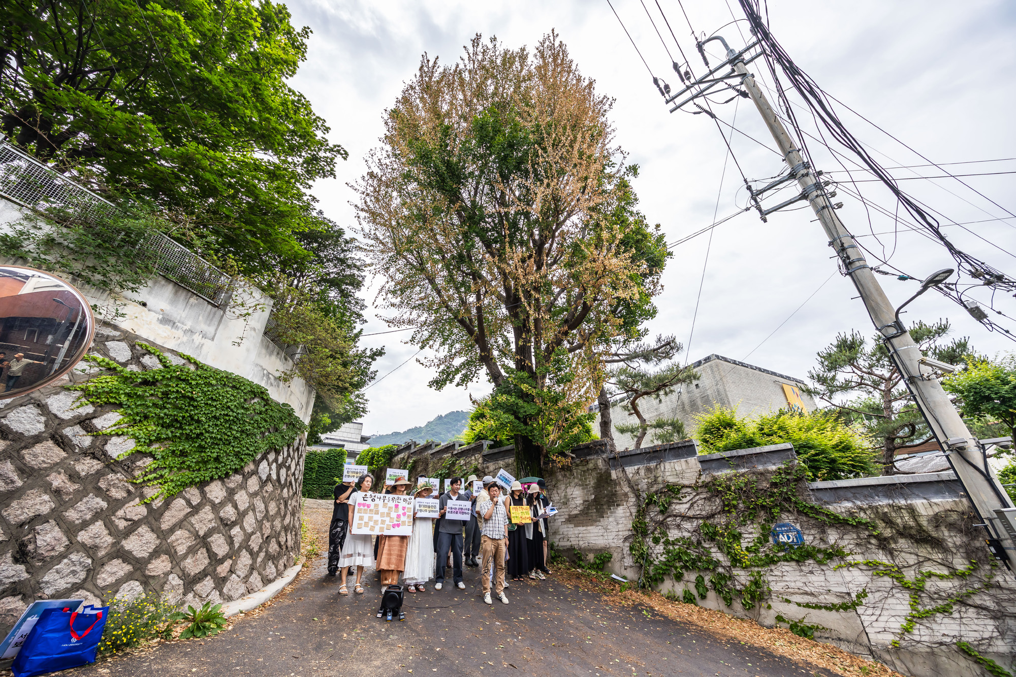 사회;사건사고;부암동은행나무;환기미술관;환기미술관옆은행나무;서울환경연합;은행나무독살규탄기자회견;산림생태학자우종영