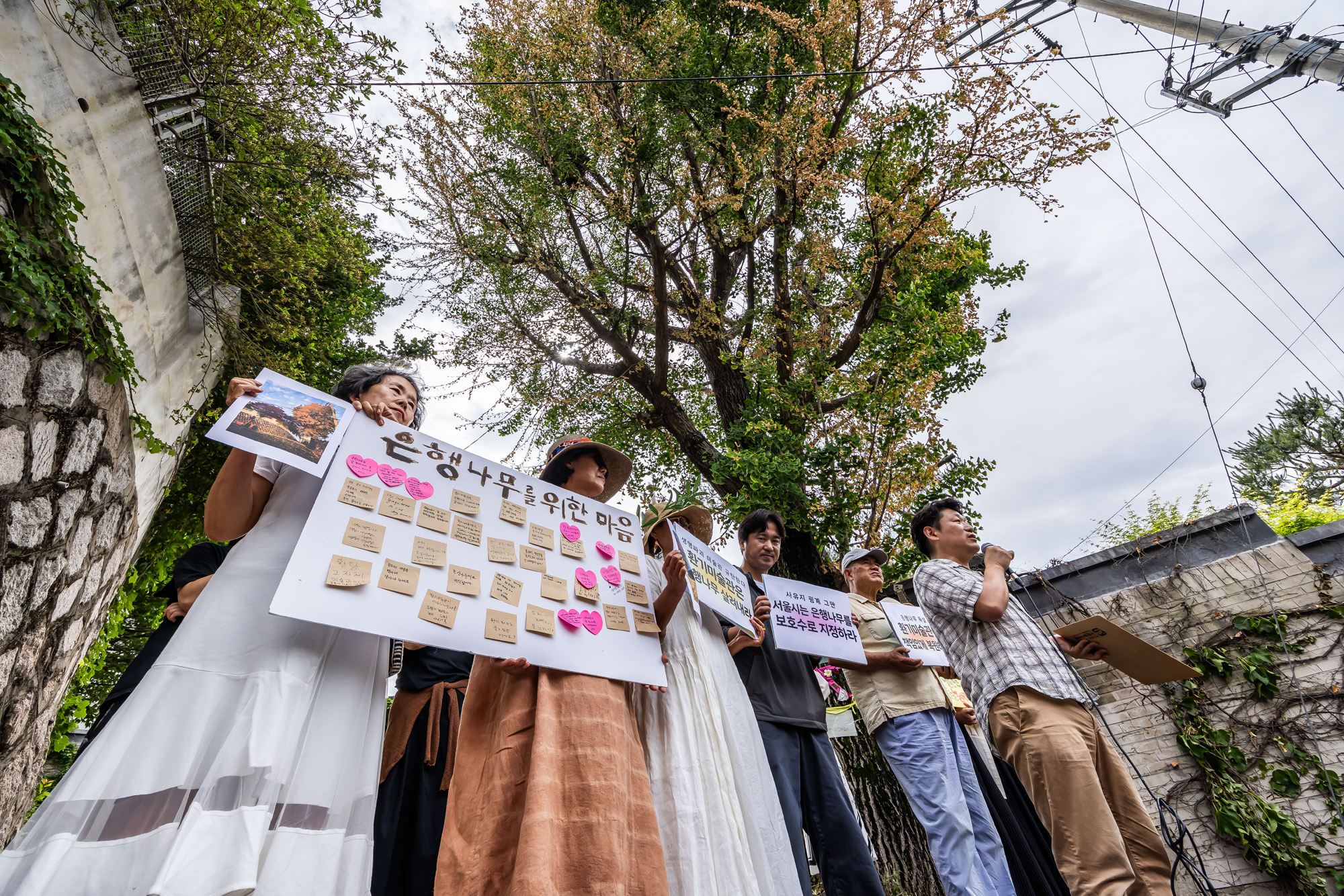 사회;사건사고;부암동은행나무;환기미술관;환기미술관옆은행나무;서울환경연합;은행나무독살규탄기자회견;산림생태학자우종영