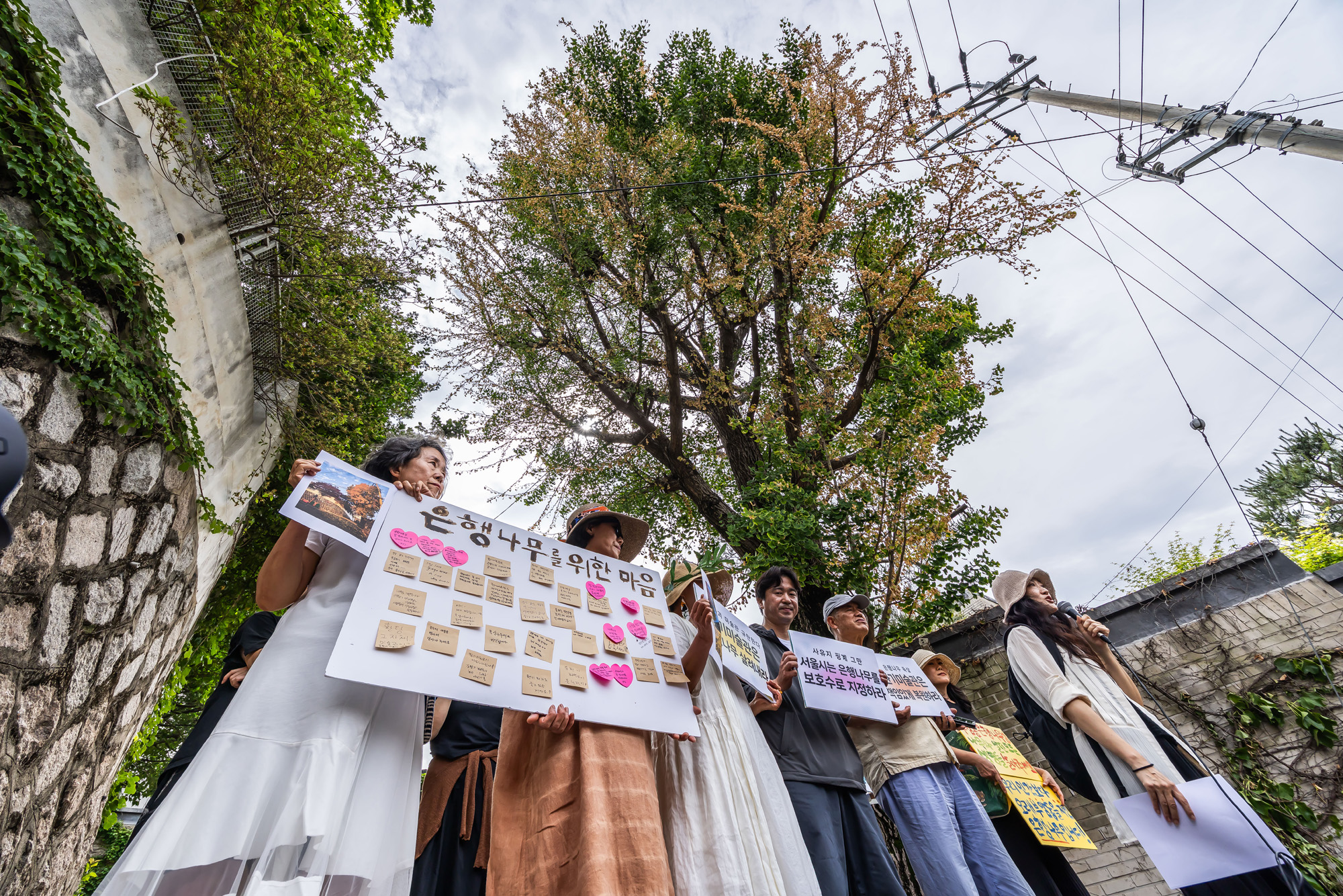 사회;사건사고;부암동은행나무;환기미술관;환기미술관옆은행나무;서울환경연합;은행나무독살규탄기자회견;산림생태학자우종영