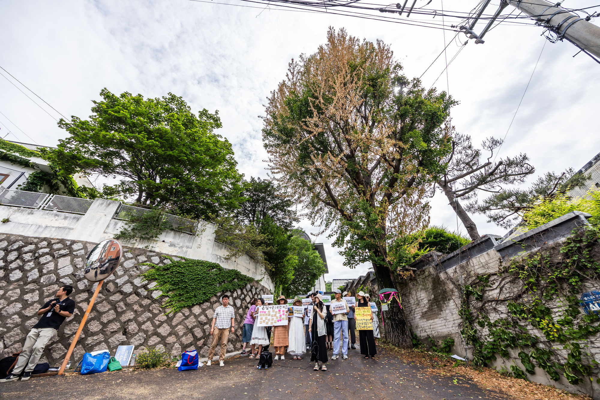 사회;사건사고;부암동은행나무;환기미술관;환기미술관옆은행나무;서울환경연합;은행나무독살규탄기자회견;산림생태학자우종영
