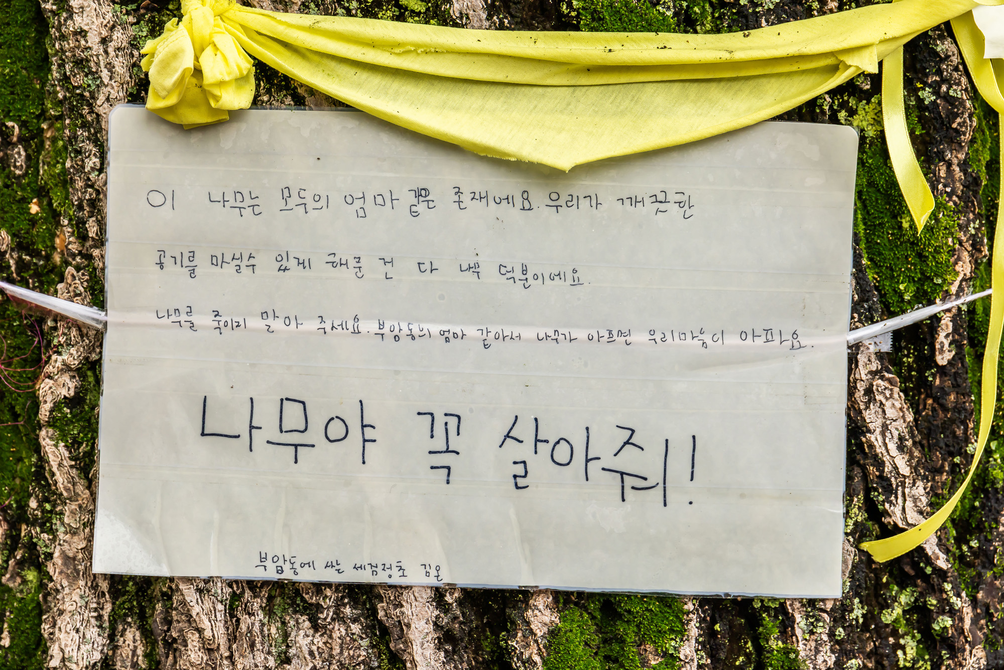 사회;사건사고;부암동은행나무;환기미술관;환기미술관옆은행나무;서울환경연합;은행나무독살규탄기자회견;산림생태학자우종영