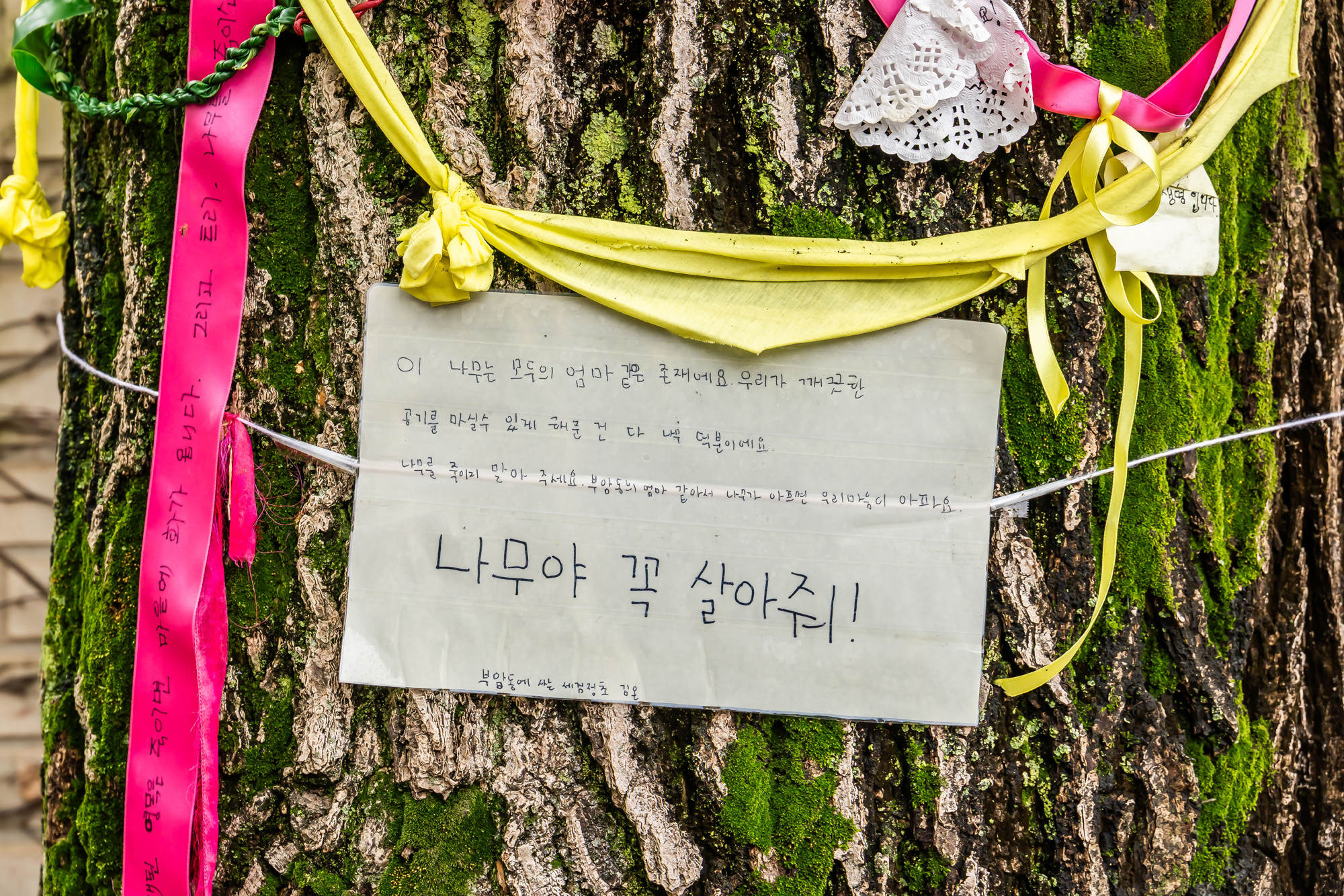 사회;사건사고;부암동은행나무;환기미술관;환기미술관옆은행나무;서울환경연합;은행나무독살규탄기자회견;산림생태학자우종영