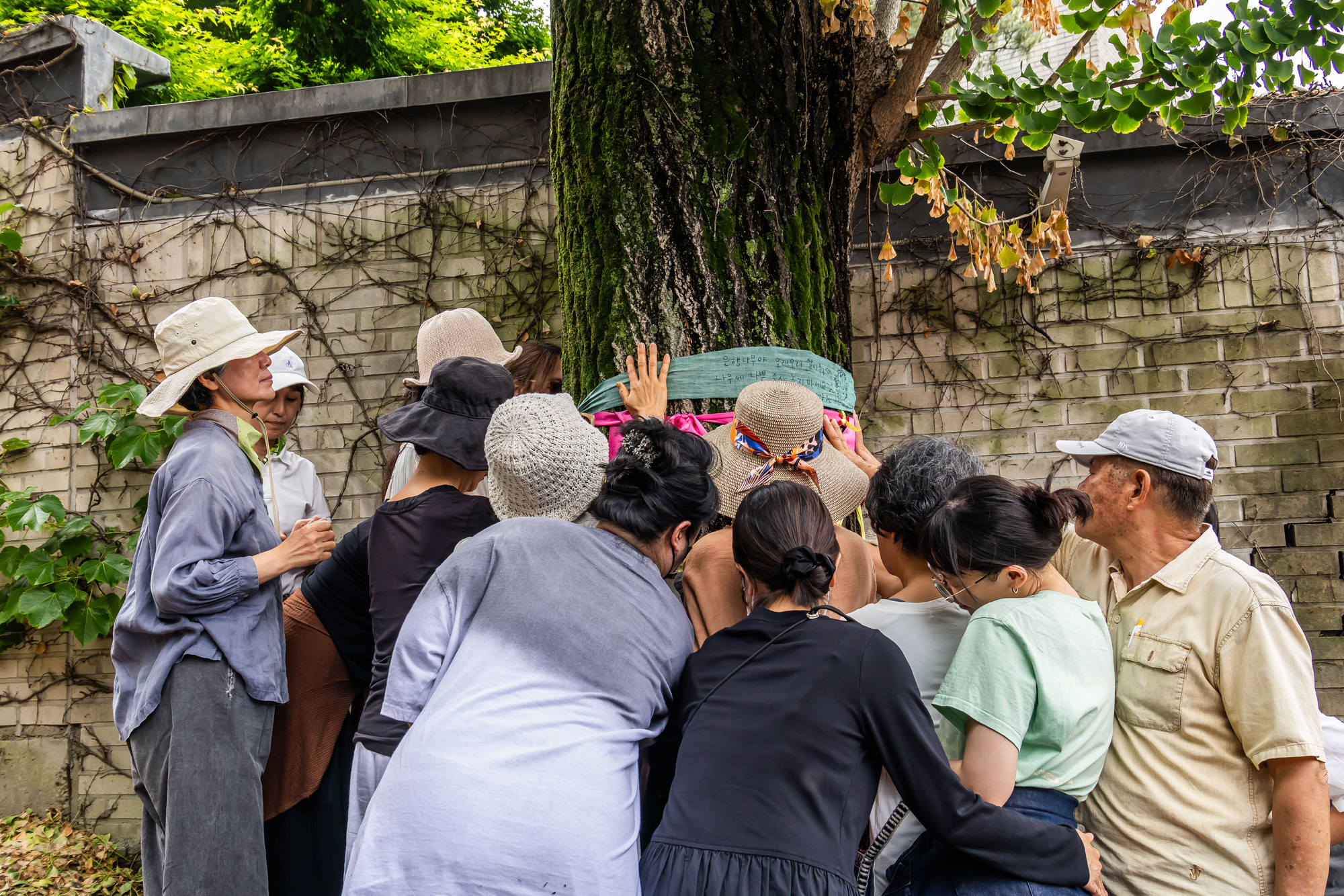 사회;사건사고;부암동은행나무;환기미술관;환기미술관옆은행나무;서울환경연합;은행나무독살규탄기자회견;산림생태학자우종영