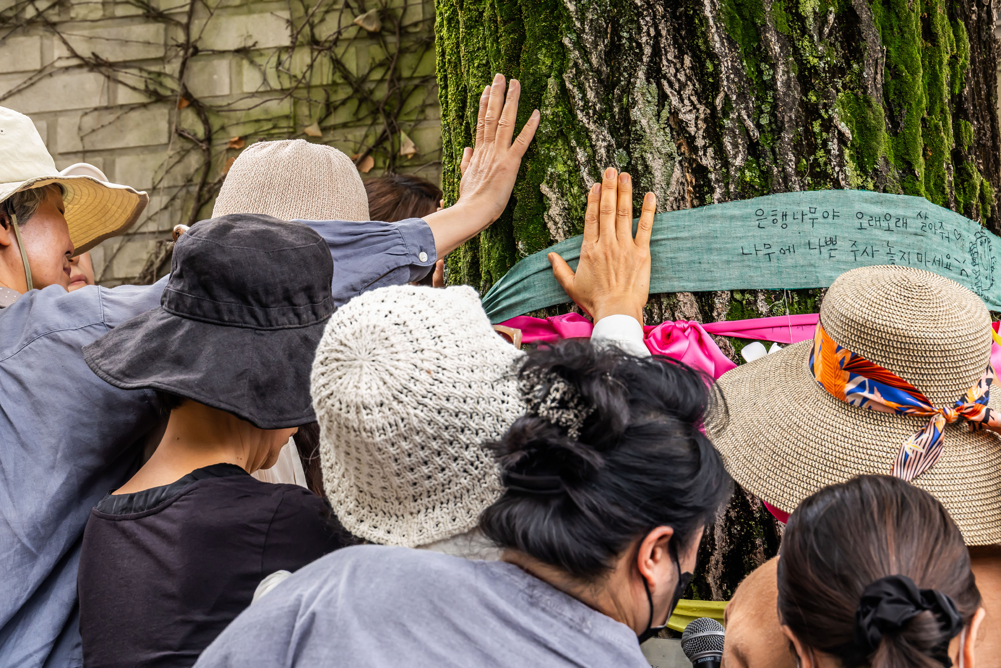 사회;사건사고;부암동은행나무;환기미술관;환기미술관옆은행나무;서울환경연합;은행나무독살규탄기자회견;산림생태학자우종영