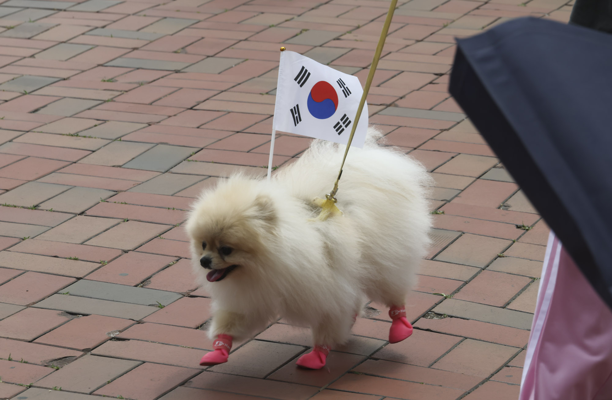 올림픽공원;재선거;부정선거