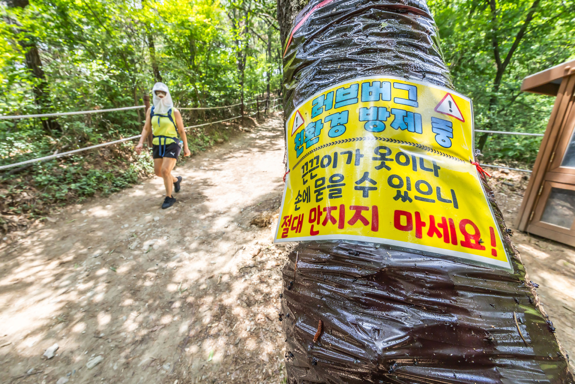 사회;환경;세태;여름벌레;인천계양산러브버그;계양산붉은등우단털파리;계양산러브버그방재;러브버그끈끈이트랩