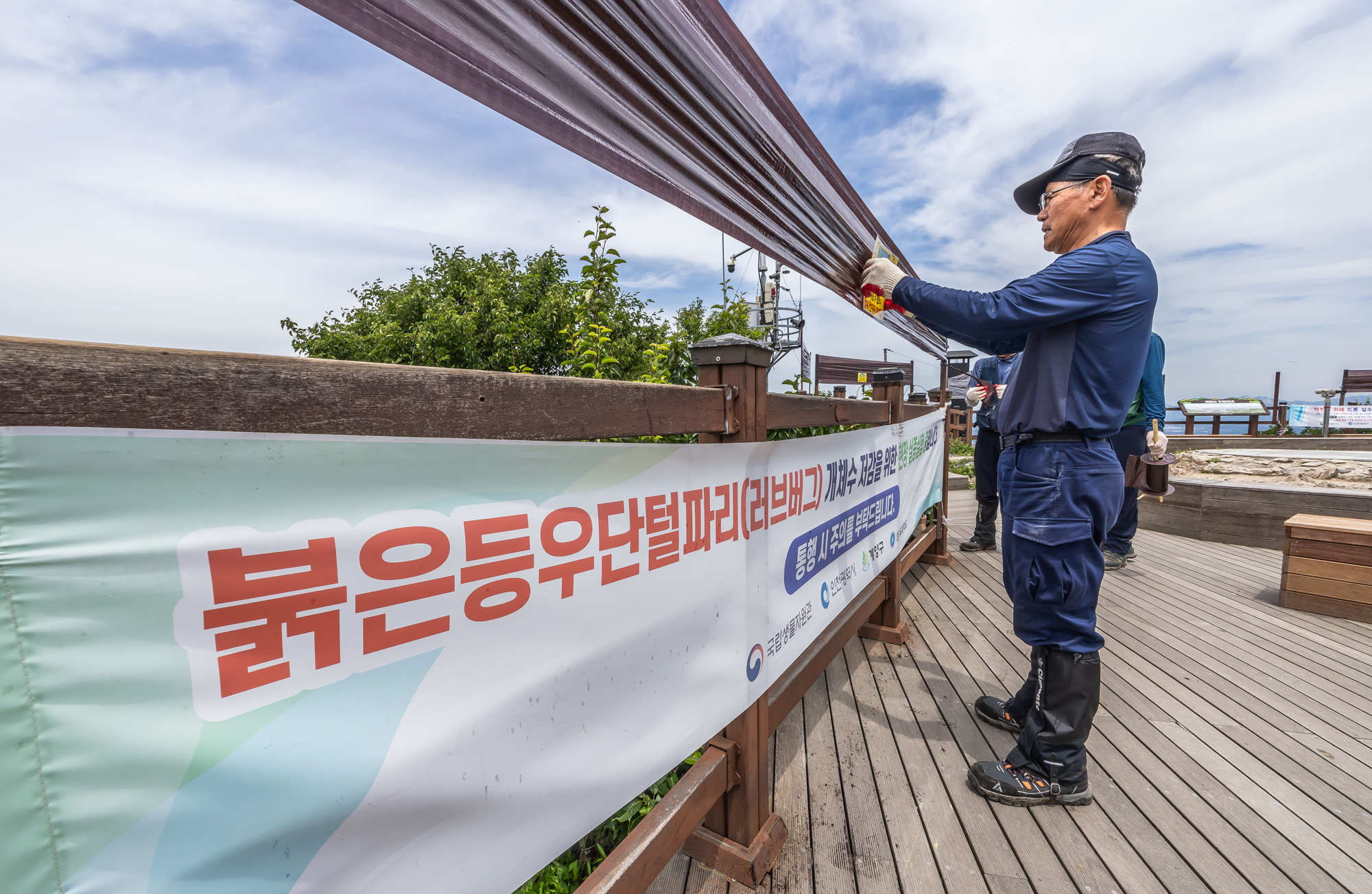 사회;환경;세태;여름벌레;인천계양산러브버그;계양산붉은등우단털파리;계양산러브버그방재;러브버그끈끈이트랩