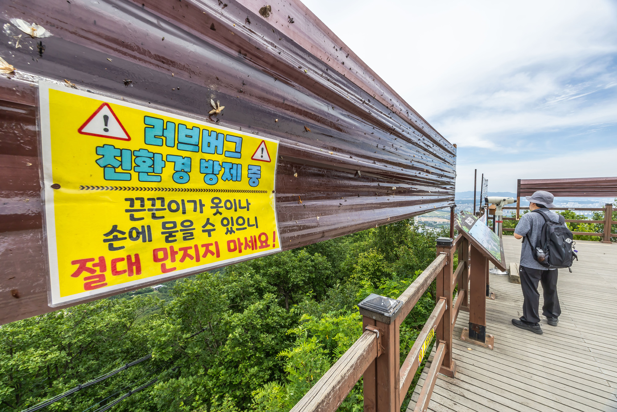 사회;환경;세태;여름벌레;인천계양산러브버그;계양산붉은등우단털파리;계양산러브버그방재;러브버그끈끈이트랩