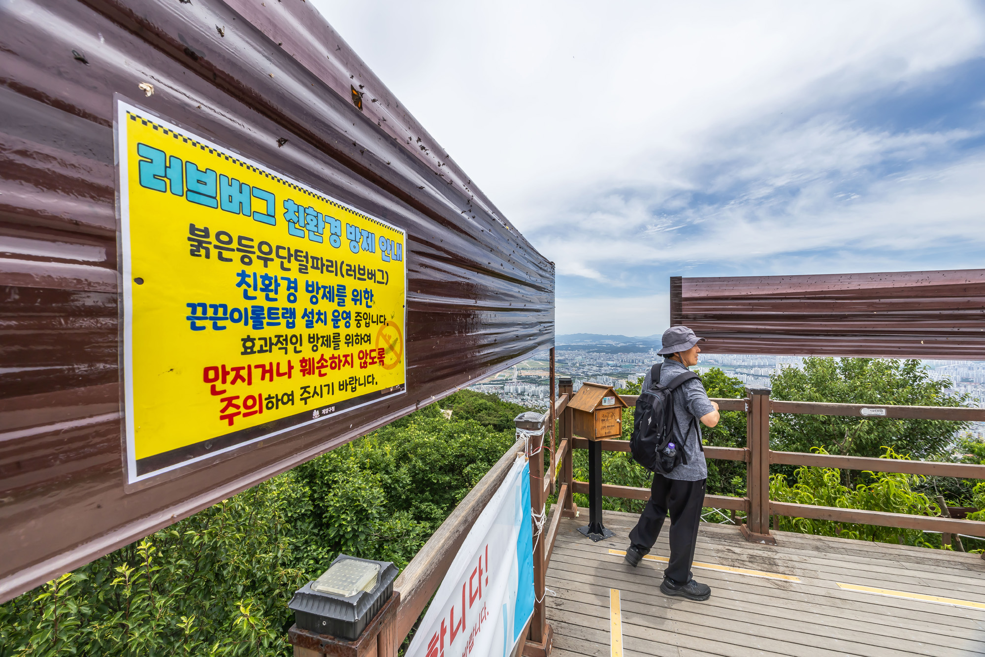 사회;환경;세태;여름벌레;인천계양산러브버그;계양산붉은등우단털파리;계양산러브버그방재;러브버그끈끈이트랩
