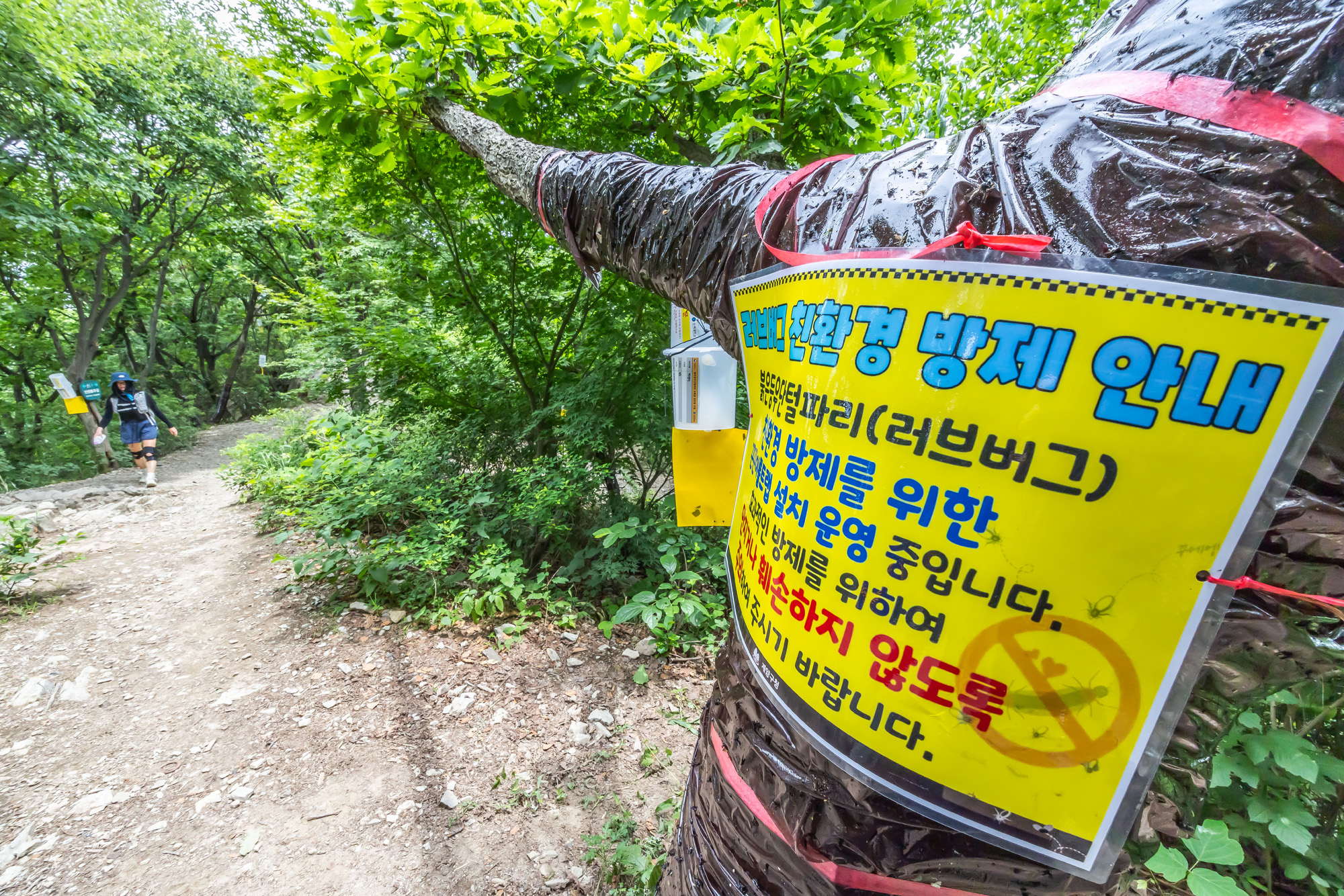 사회;환경;세태;여름벌레;인천계양산러브버그;계양산붉은등우단털파리;계양산러브버그방재;러브버그끈끈이트랩