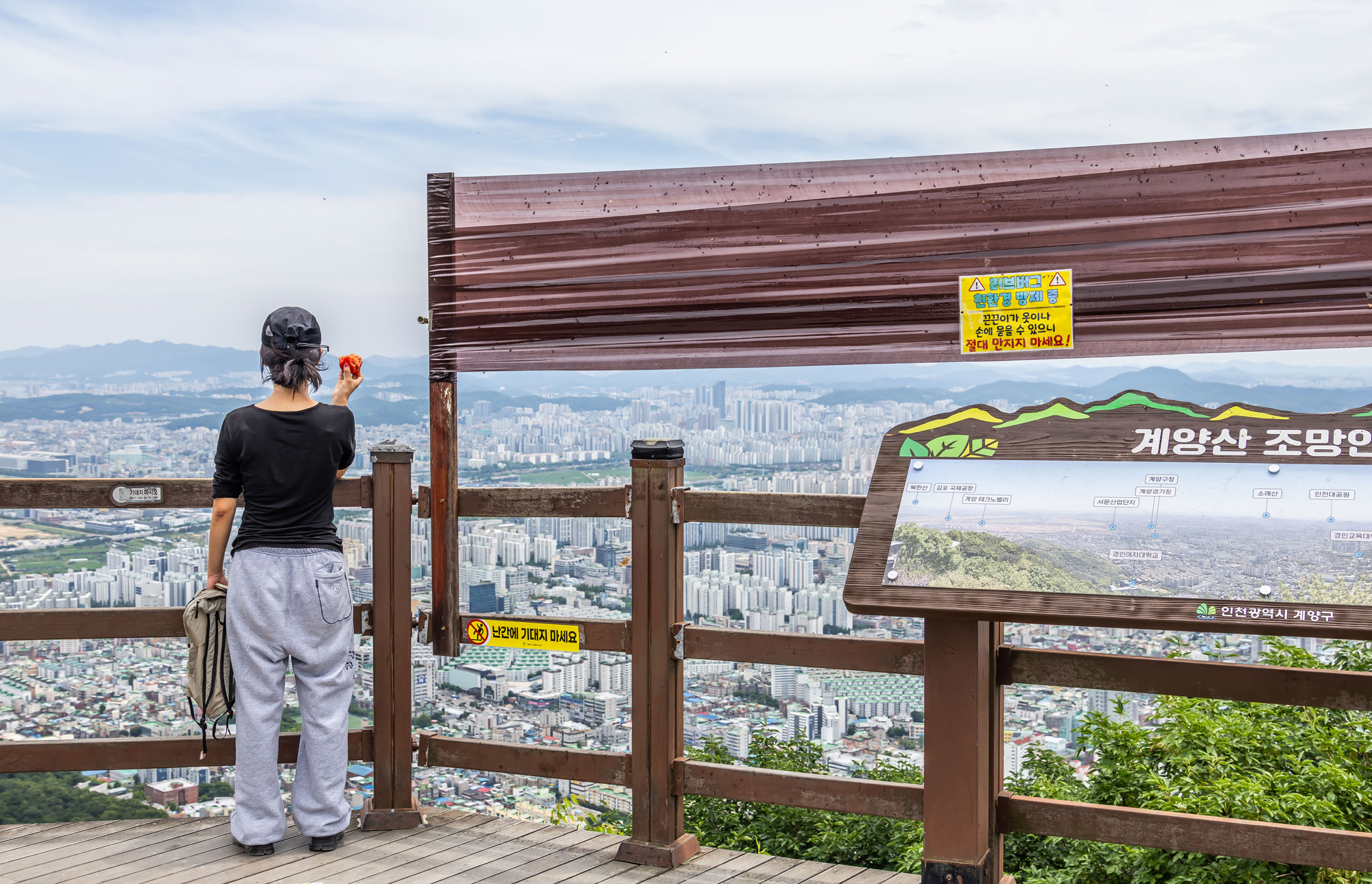 사회;환경;세태;여름벌레;인천계양산러브버그;계양산붉은등우단털파리;계양산러브버그방재;러브버그끈끈이트랩