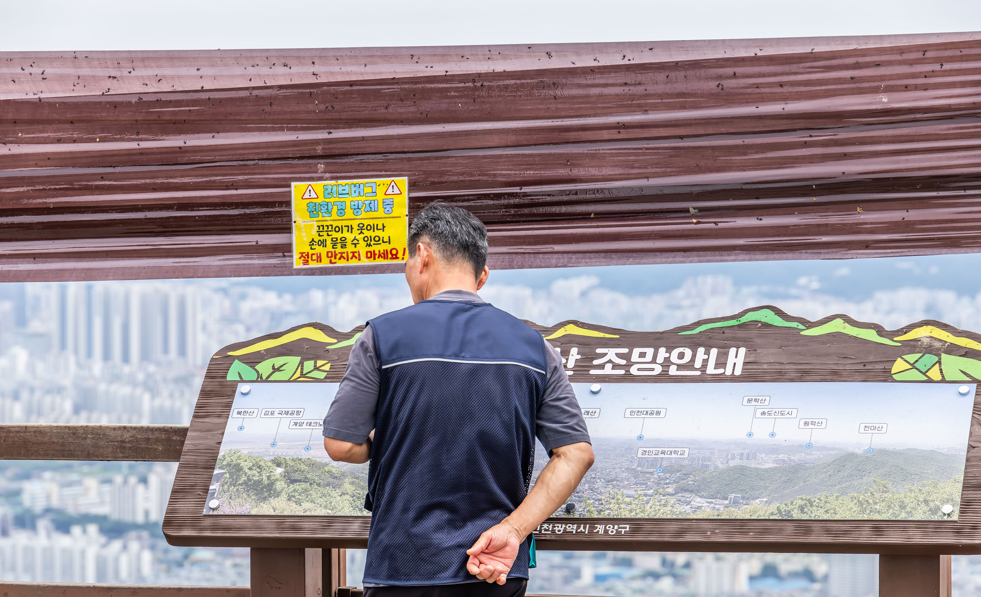 사회;환경;세태;여름벌레;인천계양산러브버그;계양산붉은등우단털파리;계양산러브버그방재;러브버그끈끈이트랩