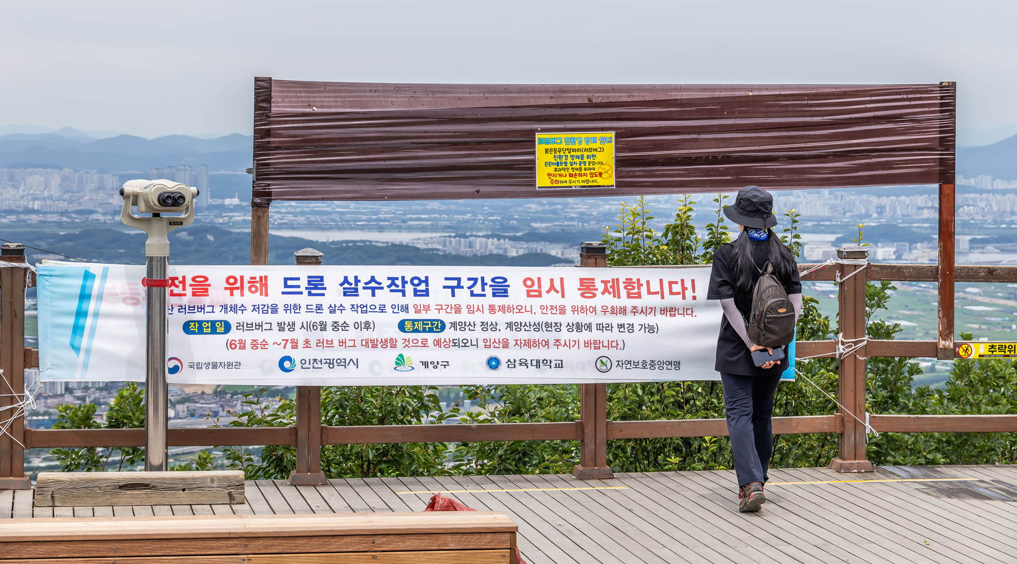 사회;환경;세태;여름벌레;인천계양산러브버그;계양산붉은등우단털파리;계양산러브버그방재;러브버그끈끈이트랩