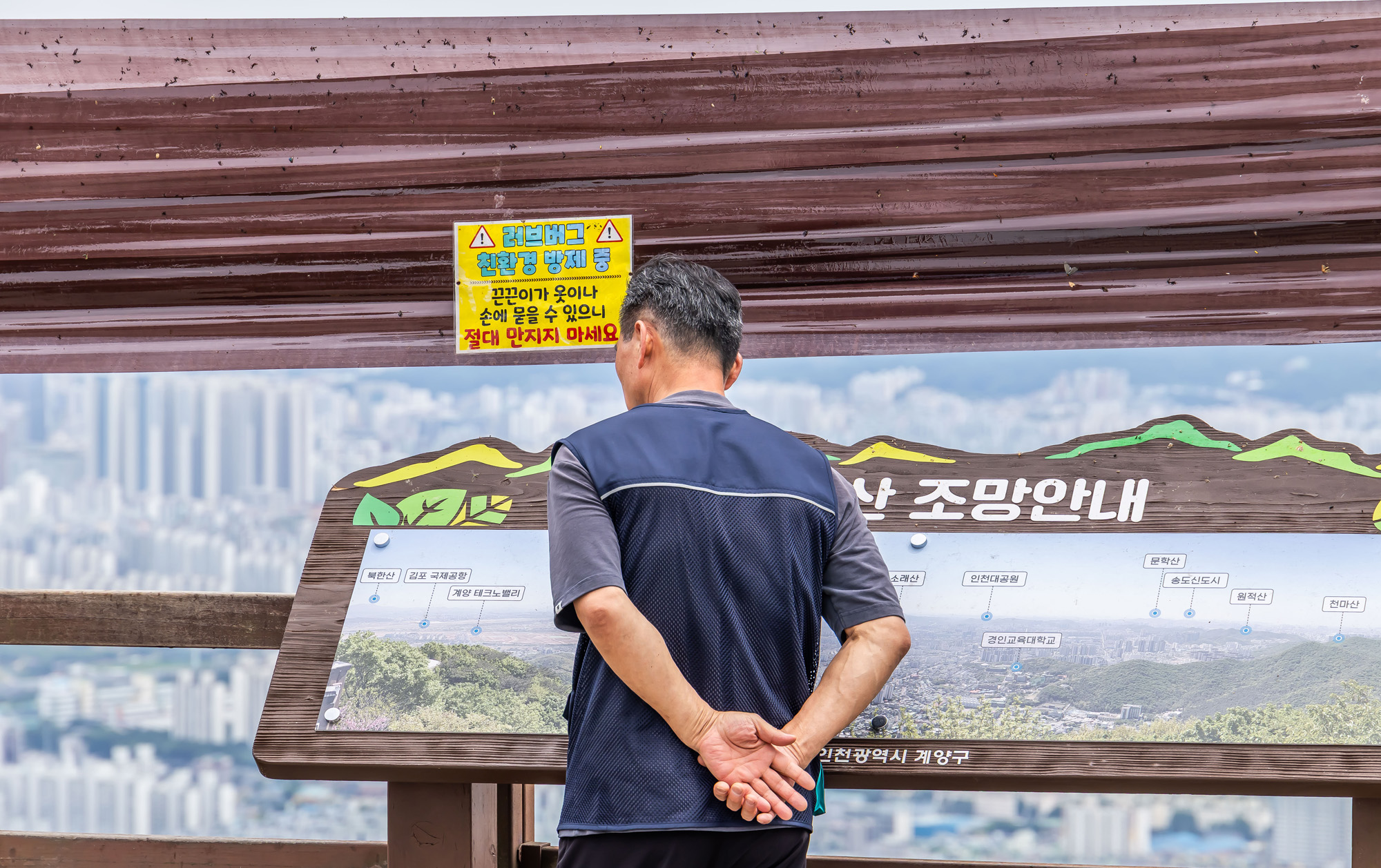 사회;환경;세태;여름벌레;인천계양산러브버그;계양산붉은등우단털파리;계양산러브버그방재;러브버그끈끈이트랩