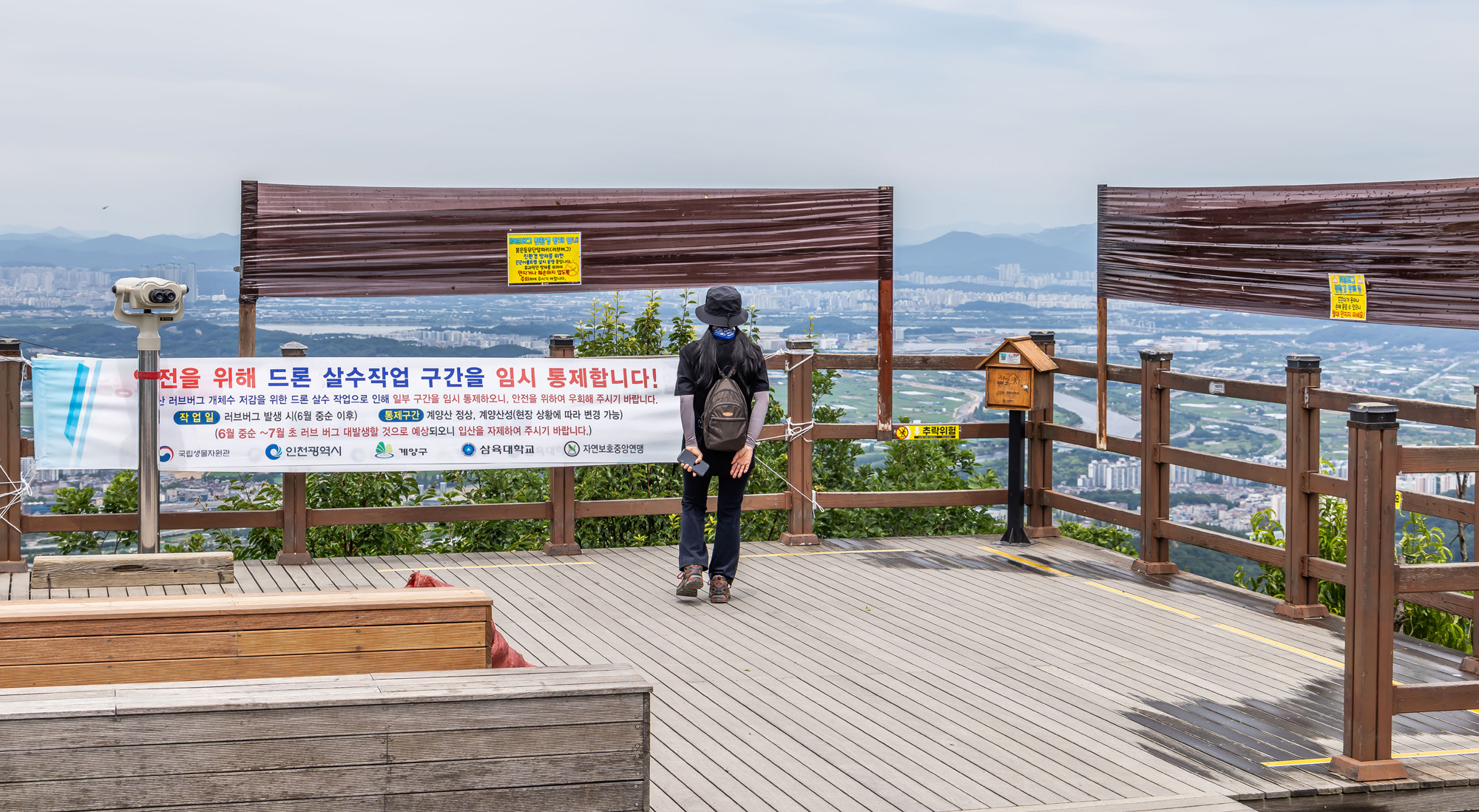 사회;환경;세태;여름벌레;인천계양산러브버그;계양산붉은등우단털파리;계양산러브버그방재;러브버그끈끈이트랩