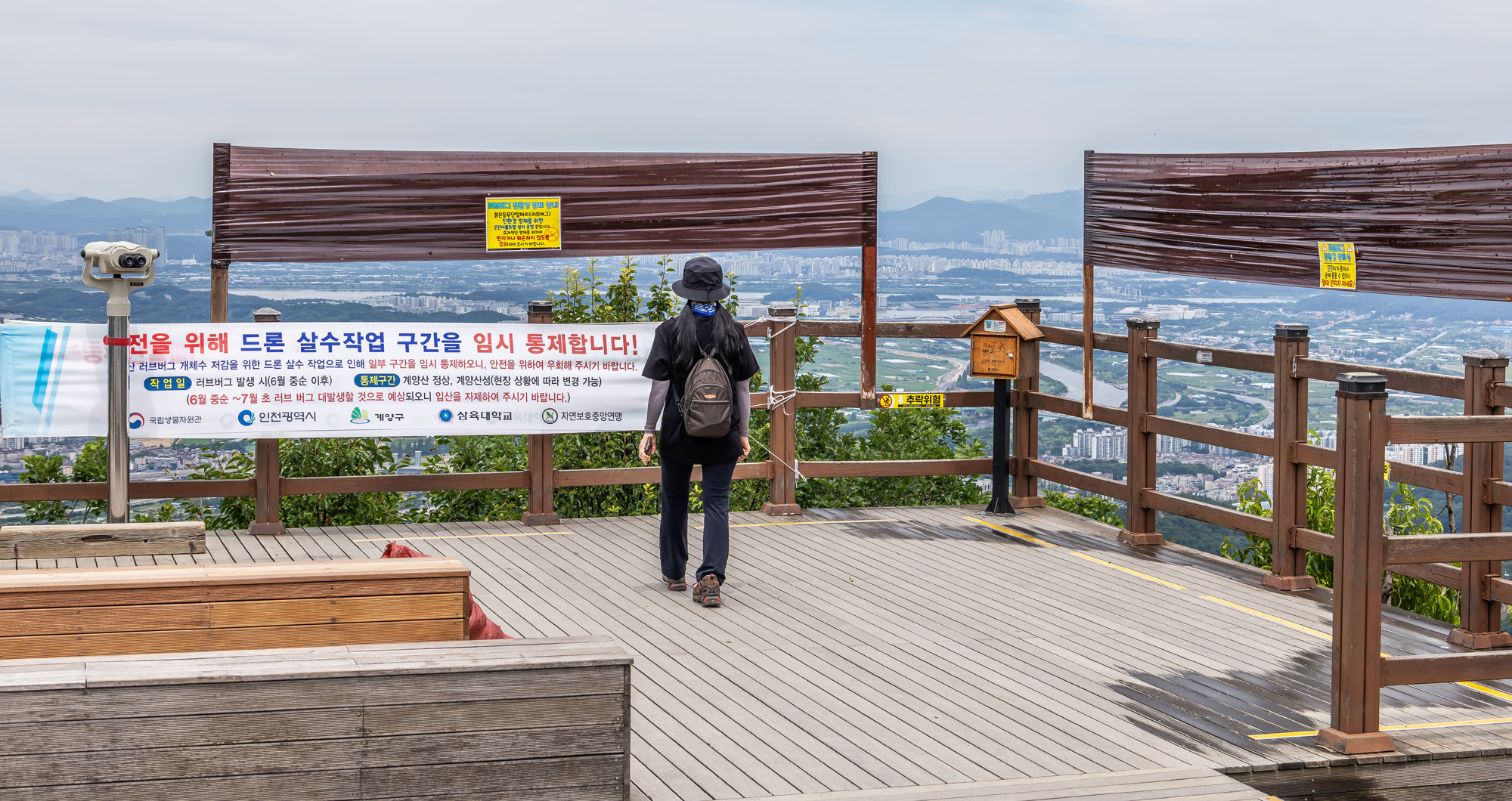 사회;환경;세태;여름벌레;인천계양산러브버그;계양산붉은등우단털파리;계양산러브버그방재;러브버그끈끈이트랩