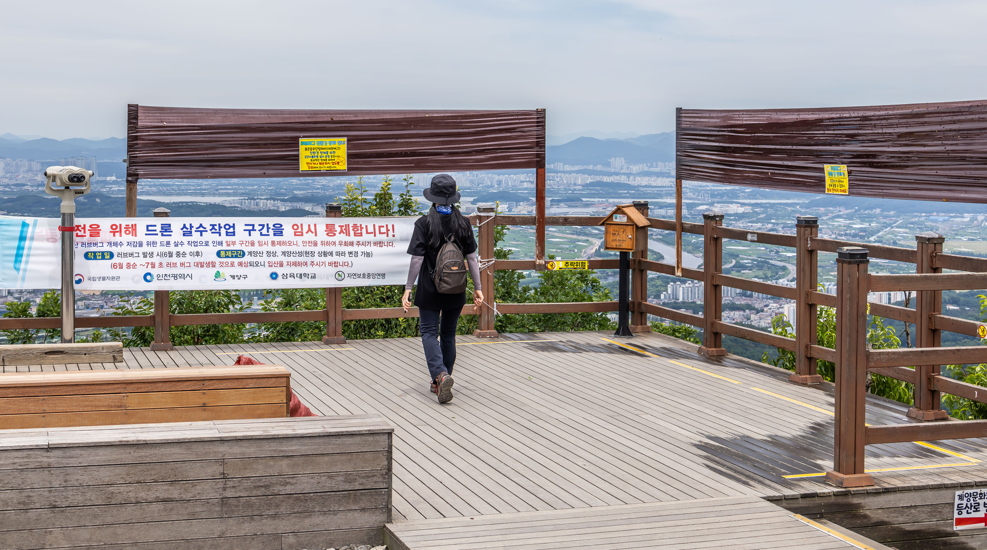 사회;환경;세태;여름벌레;인천계양산러브버그;계양산붉은등우단털파리;계양산러브버그방재;러브버그끈끈이트랩