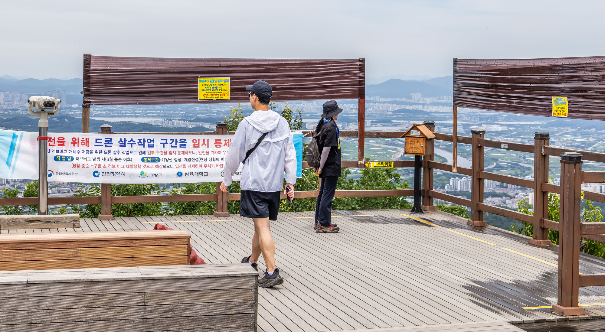 사회;환경;세태;여름벌레;인천계양산러브버그;계양산붉은등우단털파리;계양산러브버그방재;러브버그끈끈이트랩