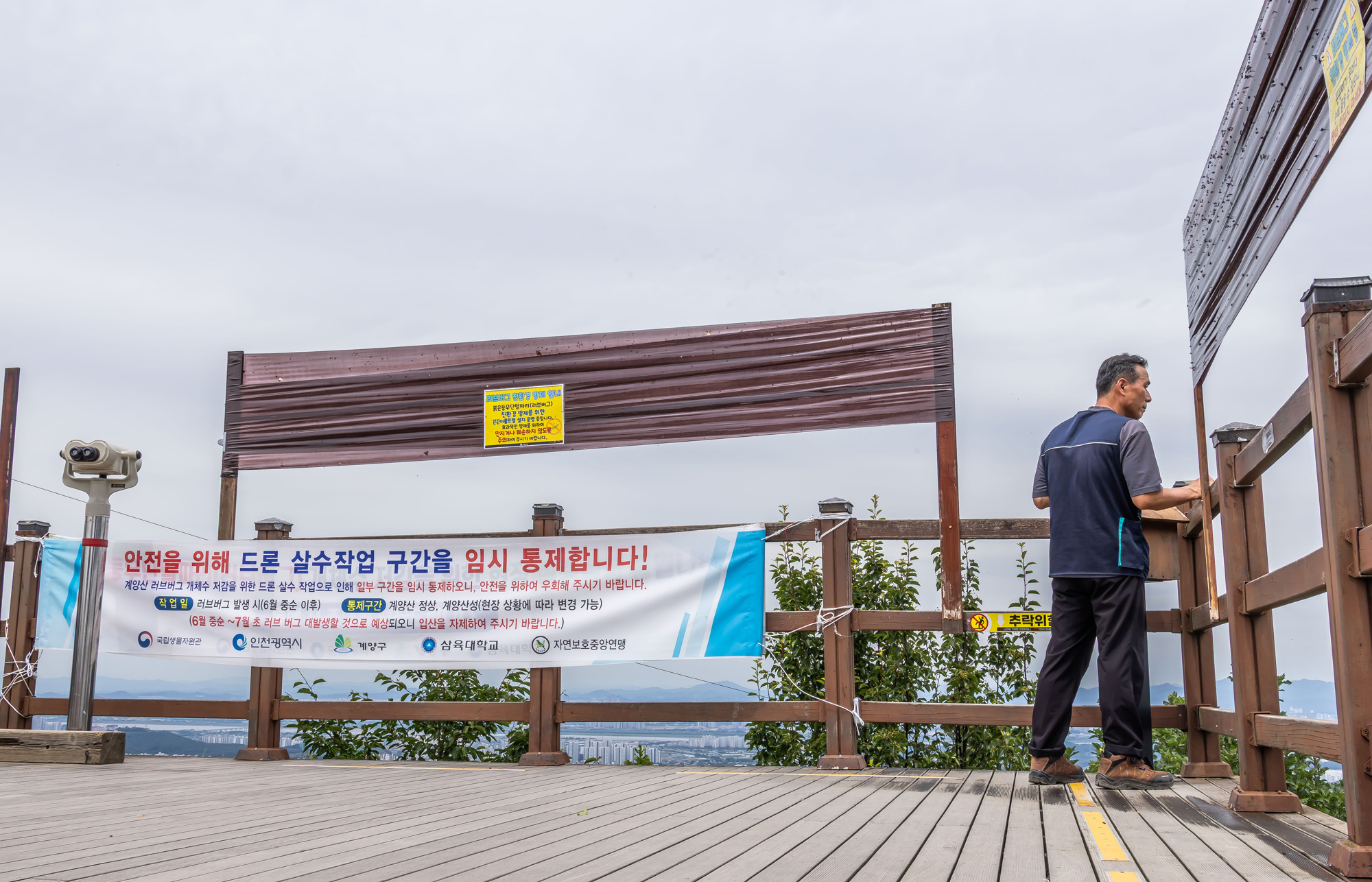 사회;환경;세태;여름벌레;인천계양산러브버그;계양산붉은등우단털파리;계양산러브버그방재;러브버그끈끈이트랩