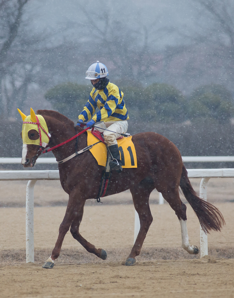과천 경마장 경마