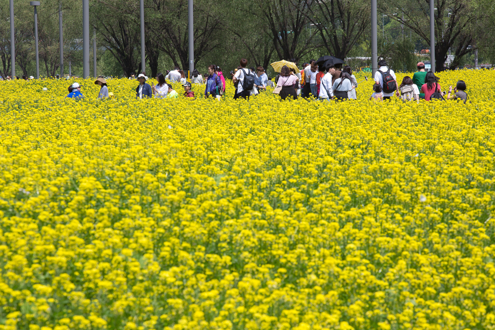 서래섬 유채꽃