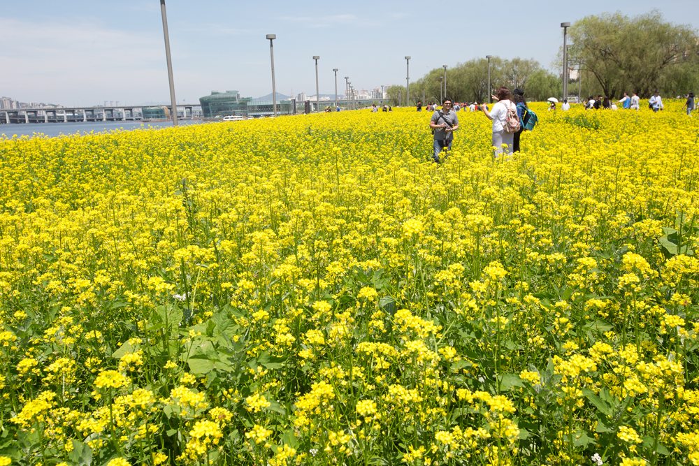 서래섬 유채꽃