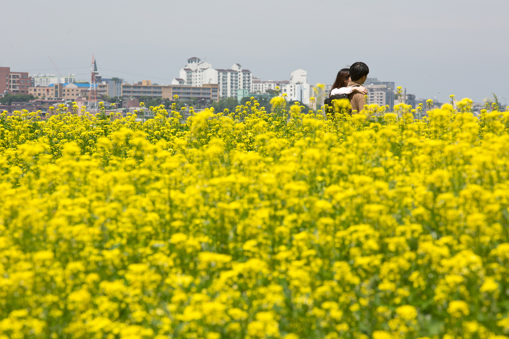 서래섬 유채꽃