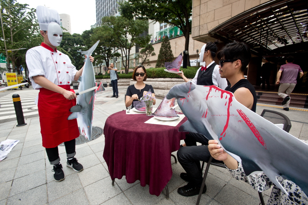 샥스핀 / 샥스폰요리 반대 / 환경운동연합 샥스