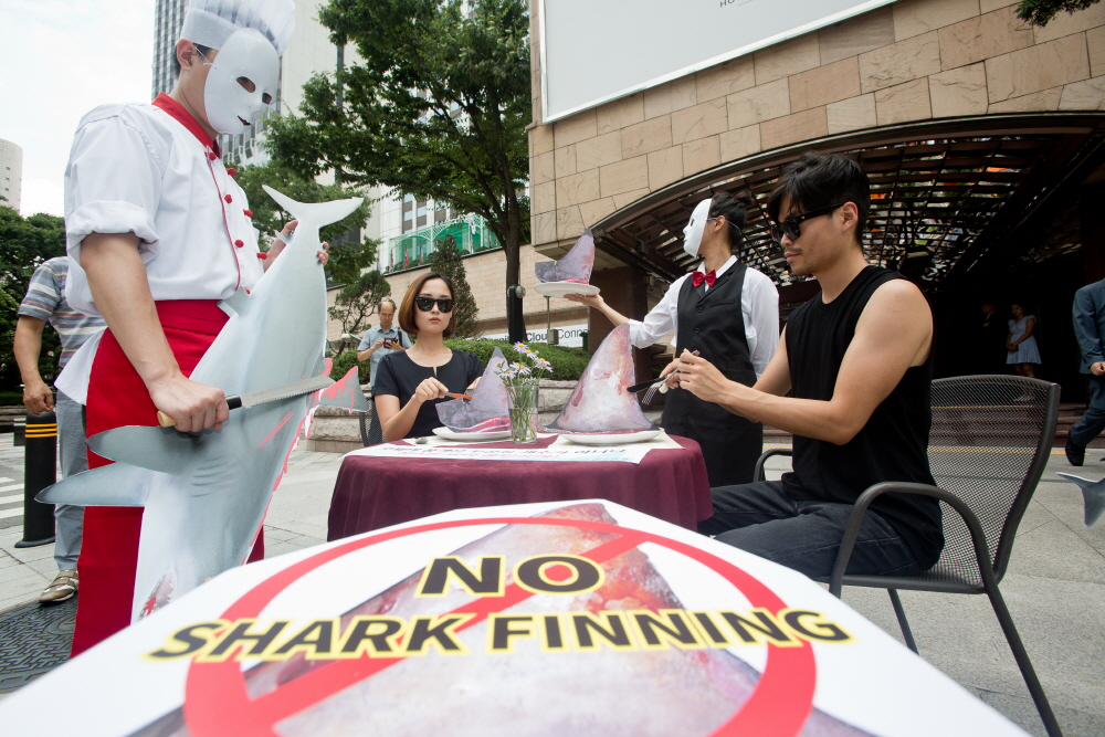 샥스핀 / 샥스폰요리 반대 / 환경운동연합 샥스